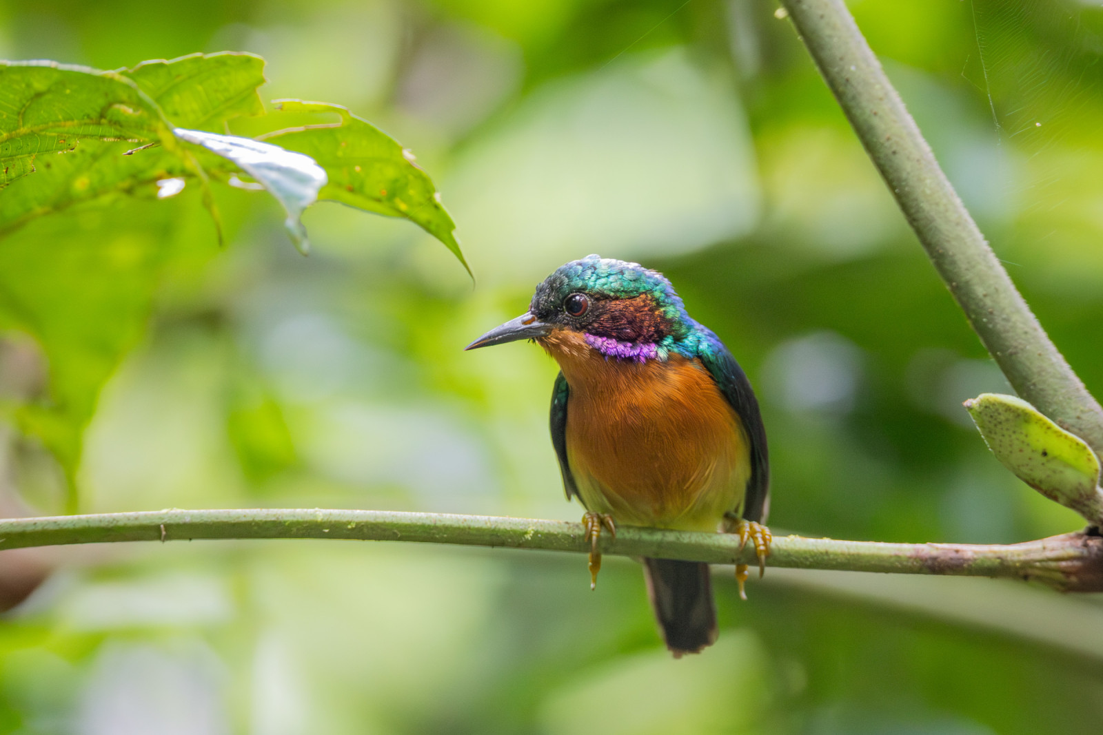 image Ruby-cheeked Sunbird